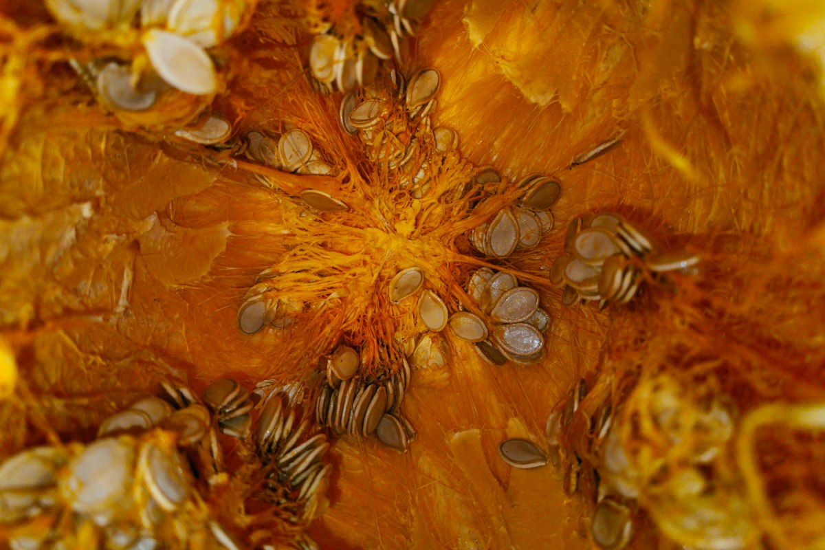 Semillas de papaya como complemento en platos gourmet